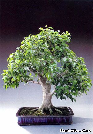 Фикус Бенджамина - ficus benjamina - флористика